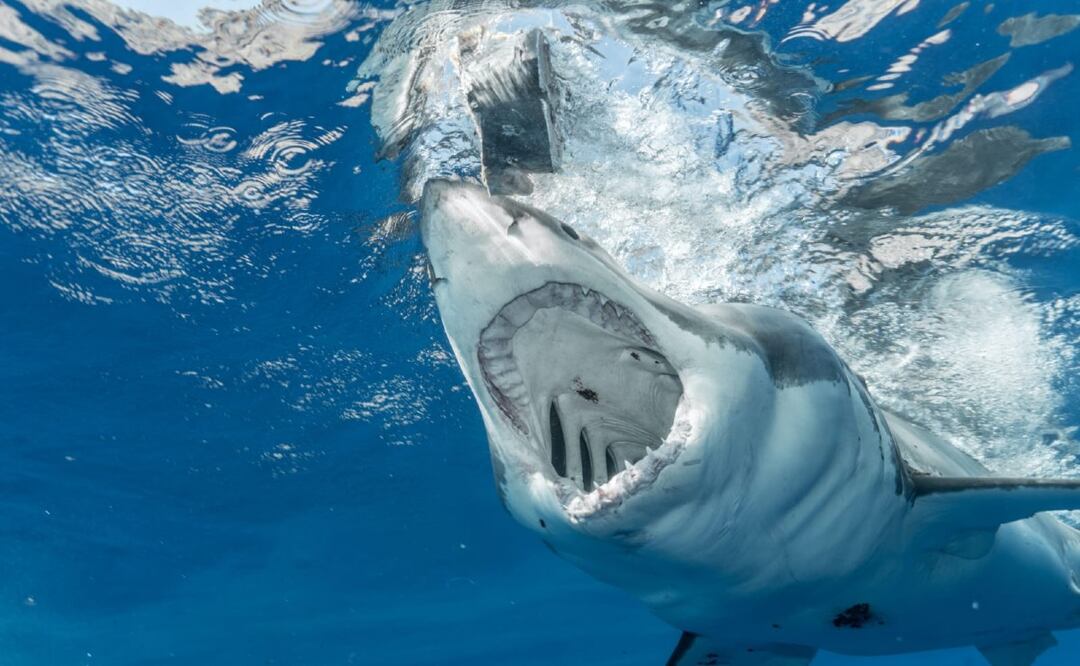 El tiburón es una de las criaturas marítimas más peligrosas del mundo  Foto: Pexels 