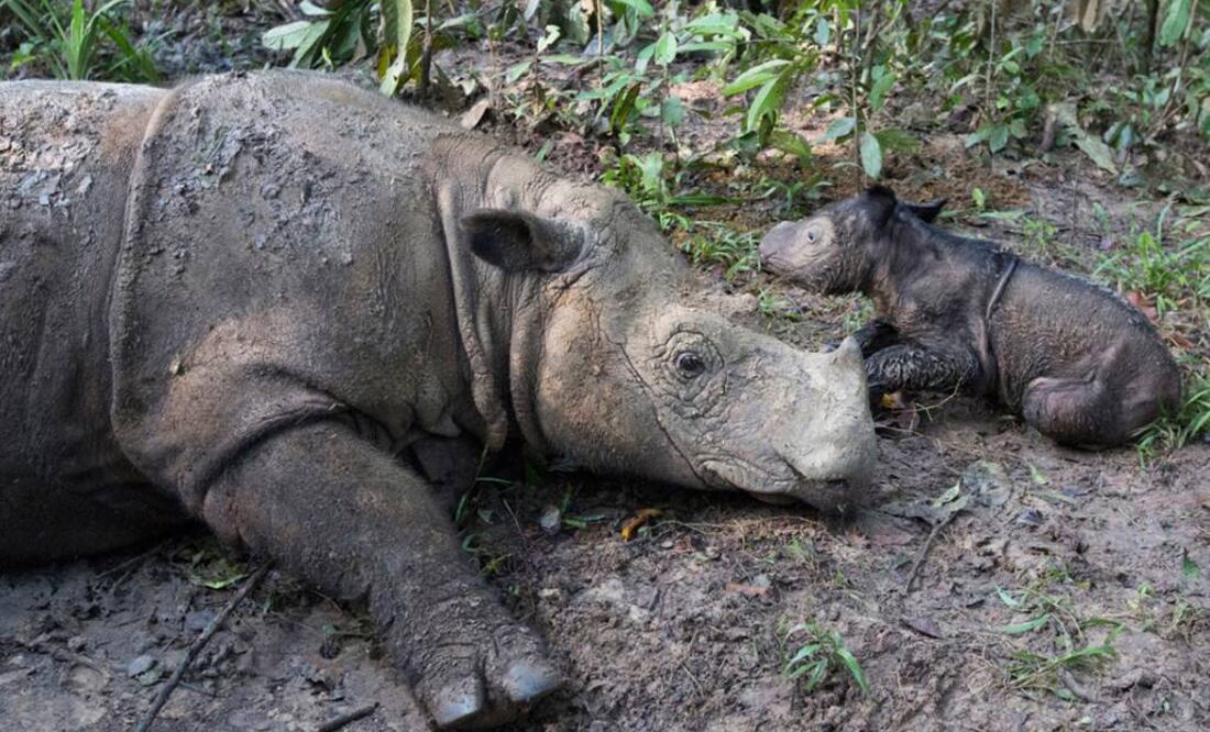 "Aunque un nacimiento no salva a la especie, es un rinoceronte de Sumatra más sobre la Tierra". Foto: Stephen Belcher vía AP