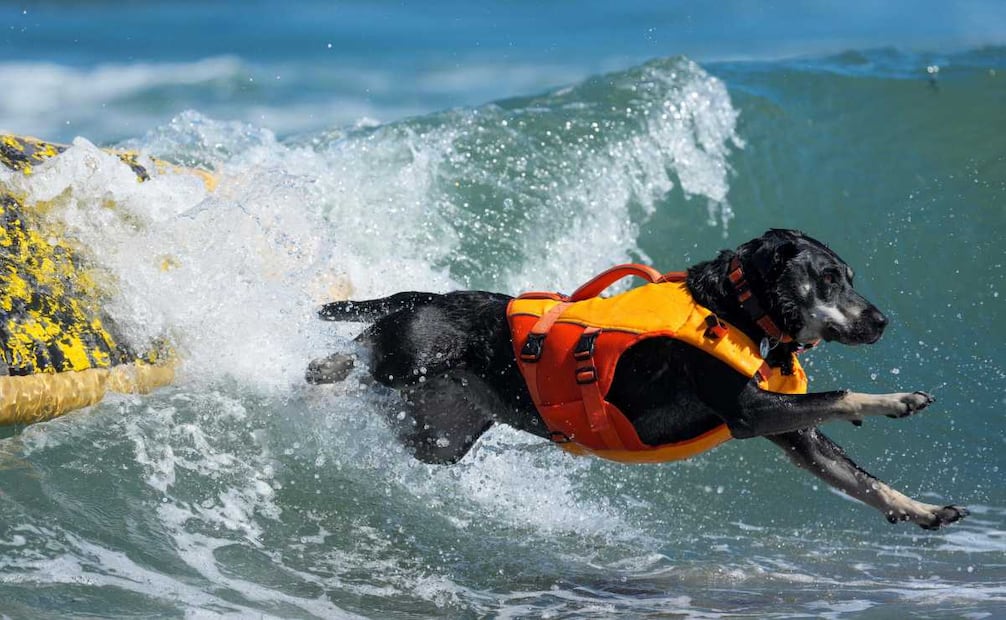 Perros de todos los tamaños compiten sobre tablas de surf en una de las exhibiciones más populares del verano. (02/08/26) Foto: AFP