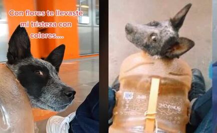 Viral: Perrita viaja dentro de garrafón en el metro de la CDMX 