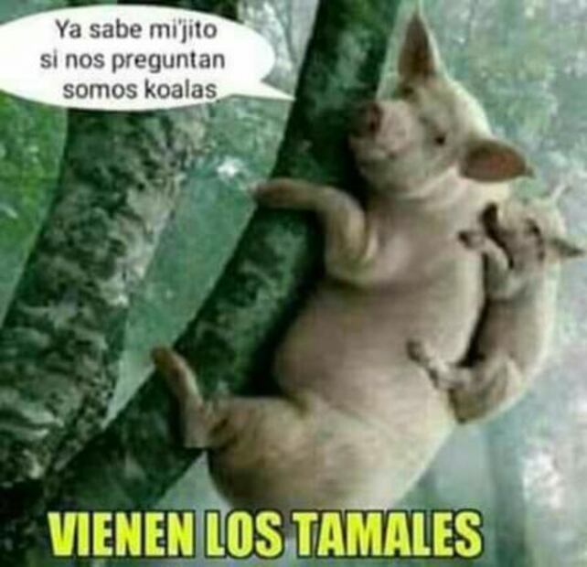 ¿No alcanzaste tamales? Te dejamos unos memes