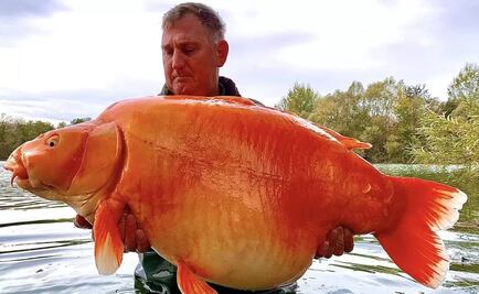 Pescador británico logra capturar a "The Carrot" el pez dorado más grande del mundo