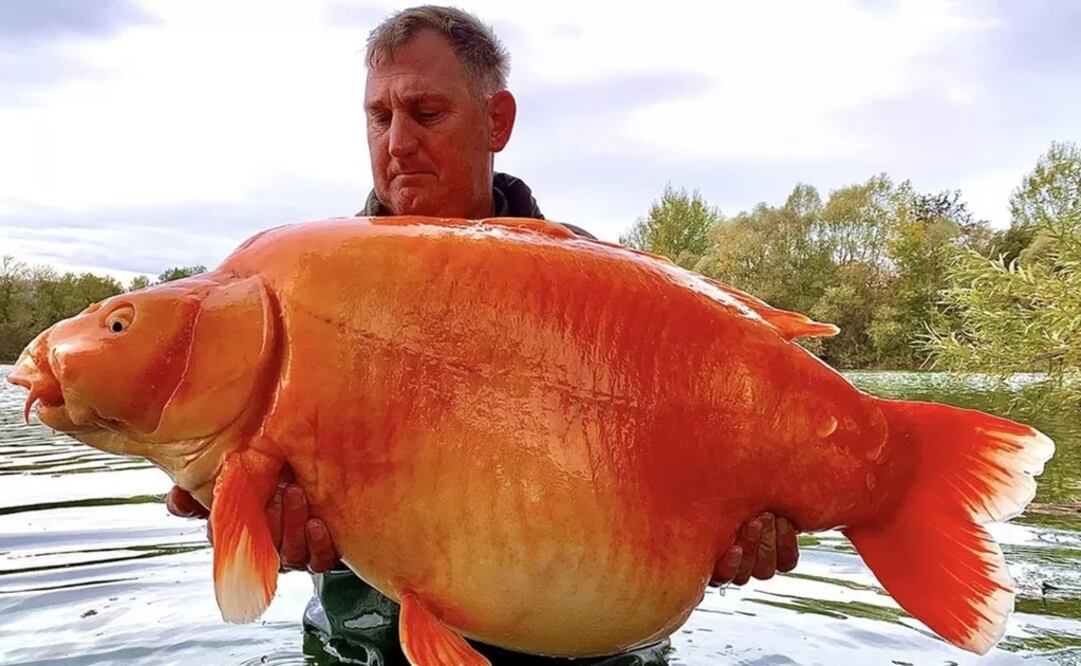 El pescador Andy Hackett atrapó el pez apodado The Carrot en Bluewater Lakes en Francia.