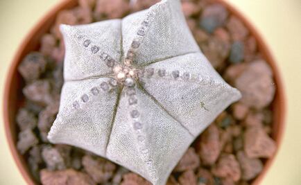Mexican student develops cactus mucilage capsules to purify water