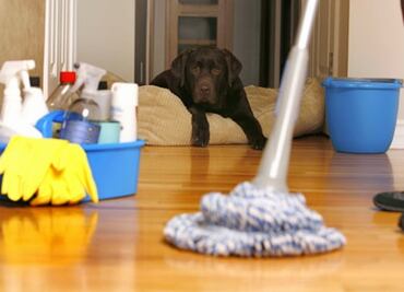 ¿Orina de perro y gato en casa?; así puedes limpiarla sin cloro para evitar dañar tu salud