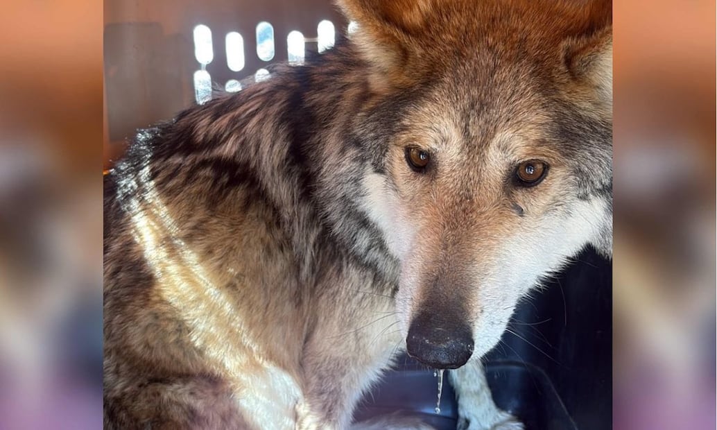 Semarnat asegura que este evento es un éxito más para la conservación de la vida silvestre en México (14 de marzo, 2026). Foto: Secretaría de Medio Ambiente y Recursos Naturales (Semarnat).