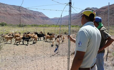 Mexico starts removal of invasive goats from Baja Island