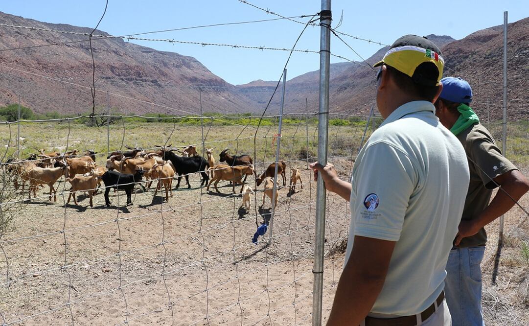 Mexico's commission for protected nature areas says the goats will be taken by boat to the Baja peninsula. (Photo: Taken from www.gob.mx/conanp)