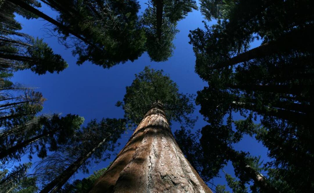 Están entre los más grandes y antiguos pobladores de la Tierra. Foto: Archivo