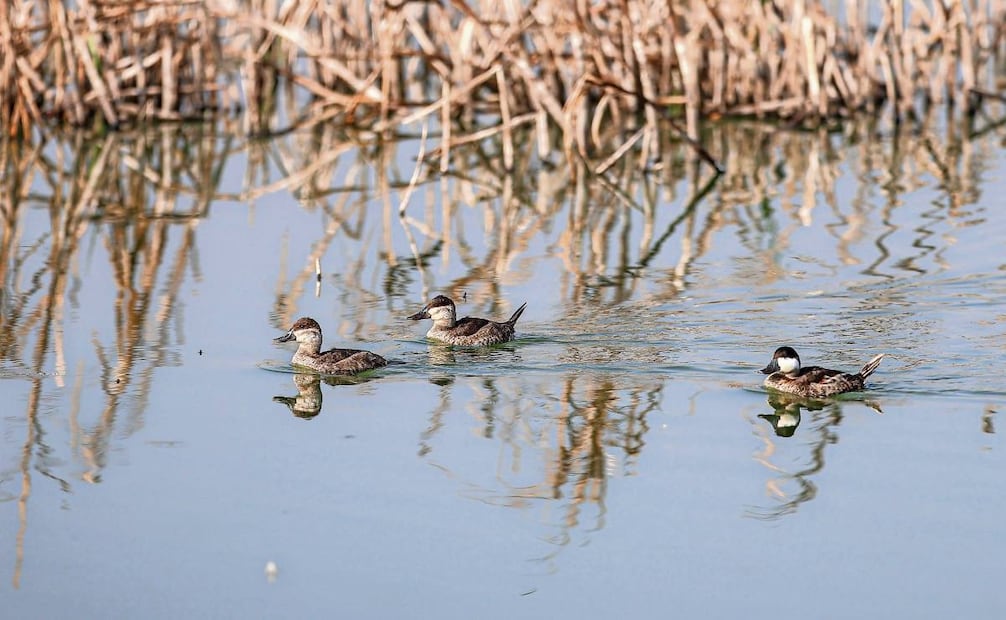 En estos días destaca la presencia de pato mexicano en el lago de Texcoco. Foto: Gabriel Pano / EL UNIVERSAL
