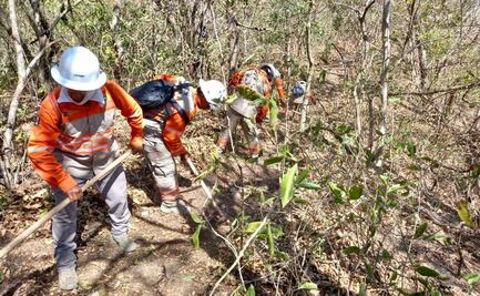 Incendios han consumido 35 hectáreas de áreas naturales protegidas en Chiapas