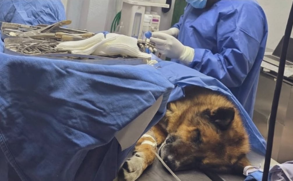 La cirugía de cadera de Lobito fue exitosa y ahora se encuentra en reposo absoluto para que las fracturas solden por sí mismas. Foto: X