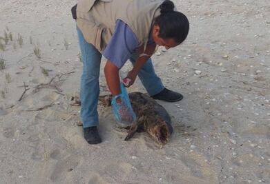 Hallan otra vaquita marina muerta en Baja California