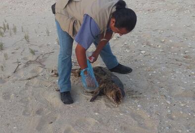 Hallan otra vaquita marina muerta en Baja California
