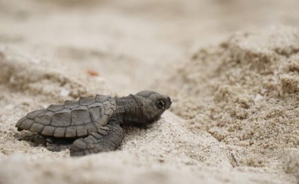 Rescatan 79 crías de tortuga carey en Progreso, Yucatán; son liberadas en una zona segura