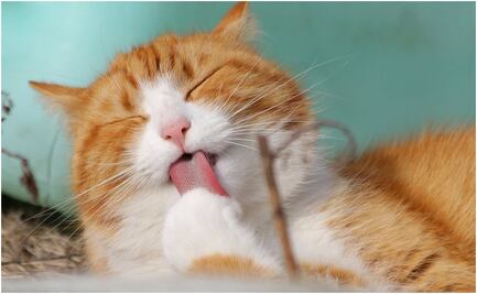 En un año, mexicanos gastan 100% más en alimento y productos para gatos