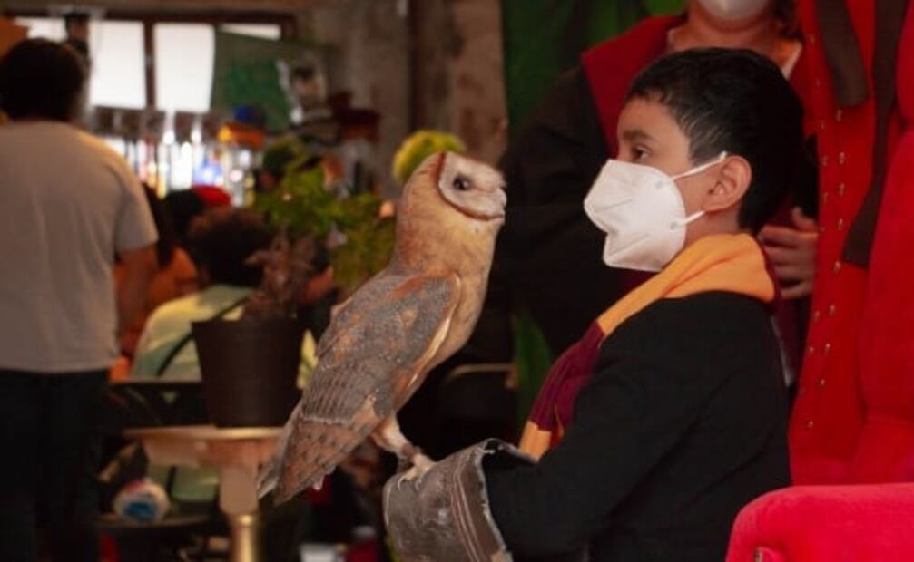 Cómo será el festival de Harry Potter para celebrar Halloween en la CDMX