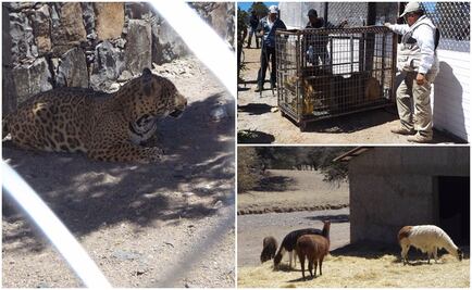 Rancho donde aseguraron animales exóticos era presuntamente de "El Cabo"