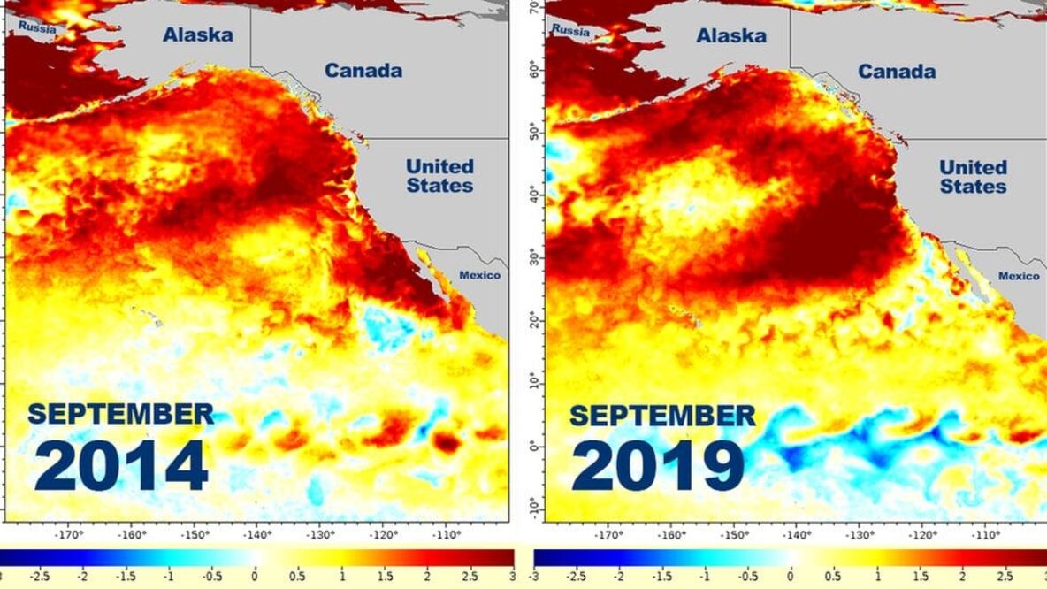 La NOAA muestra cómo las temperaturas del océano durante 2014 son similares a las de septiembre de 2019. Foto: Noaa
