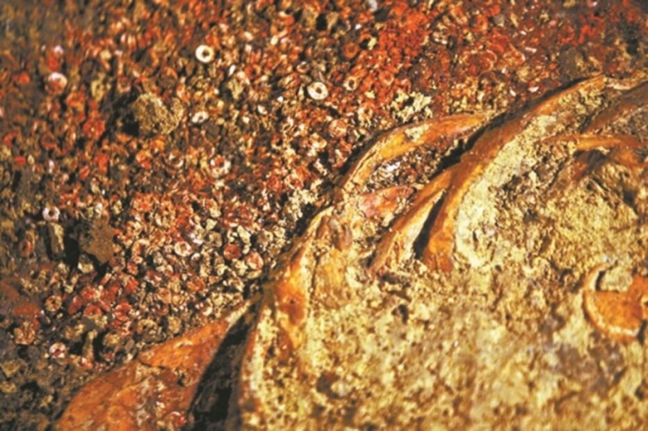 Estudio en las profundidades del Neolítico en España