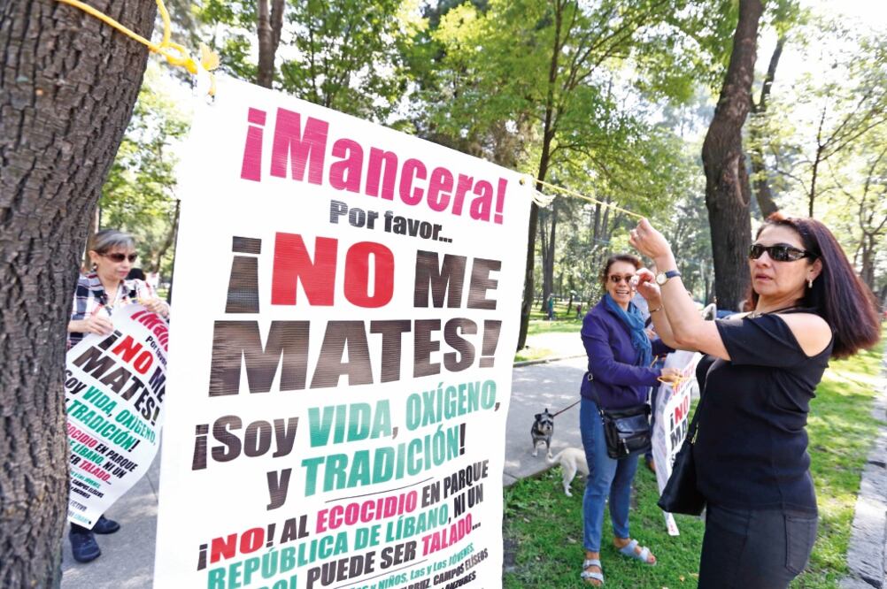 Los habitantes de la zona colocaron pendones en los árboles más cercanos al Paseo de la Reforma en rechazo a las obras que se realizarán como parte del nuevo trazo del Metrobús (BERENICE FREGOS. EL UNIVERSAL)