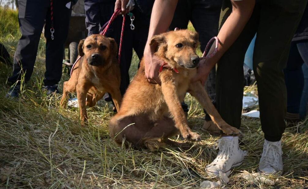 Rescate de perritos del Refugio Franciscano; los animales serán trasladados a espacios seguros informa Clara Brugada.
Foto: Especial.