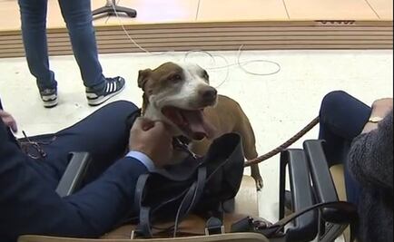 Perra asiste como testigo al juicio de su ex dueño acusado de maltrato animal 