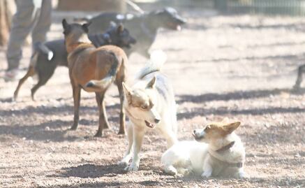 “Urgente, brindar capacitación a cuidadores de perros”