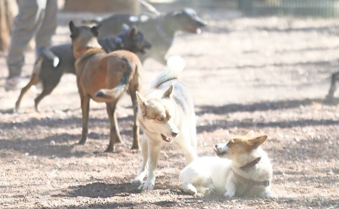Algunos paseadores llevan de 10 a 15 perros y no saben controlarlos, dice entrenador, quien está a favor de la regulación. Foto: Germán Espinosa/ EL UNIVERSAL.