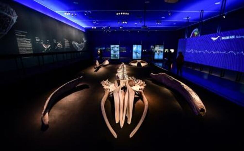 Las "voces" de las ballenas llegan al corazón de Santiago