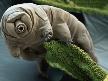 La ciencia confirma hallazgo sorprendente sobre los osos de agua; poseen una extraordinaria resistencia