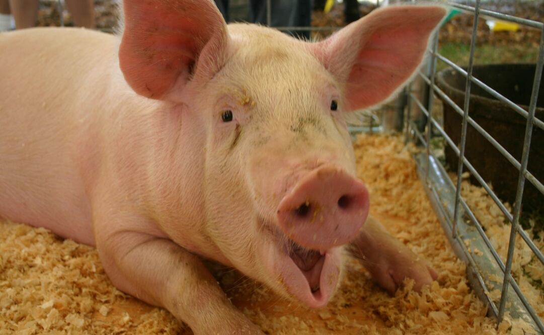 Los animales pudieron mover un joystick para completar misiones. 