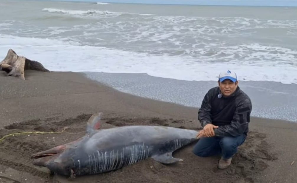Video donde muestran al delfín encallado en playas de Veracruz (28/01/2026). Foto: Especial