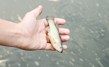 Explican causa de muerte de peces en Bosque de Chapultepec