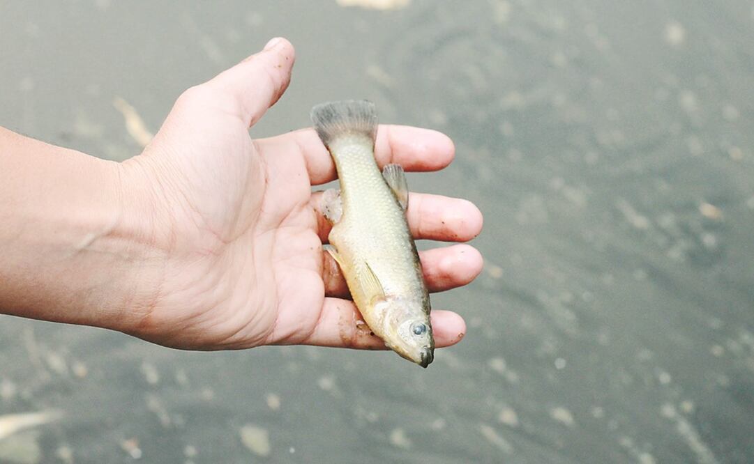 (Foto: Archivo / EL UNIVERSAL)