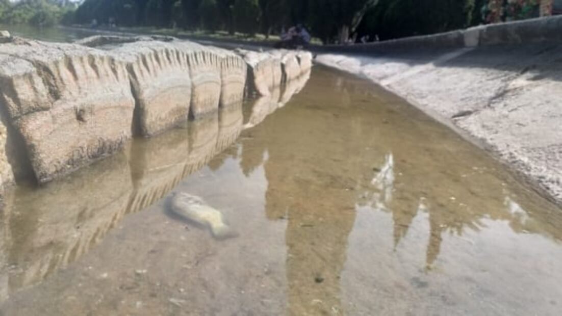 Por fuga en planta de tratamiento, mueren decenas de peces del Lago Mayor de Chapultepec