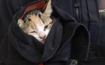 Rescatan gatita atrapada en lo alto de un centro comercial en NL