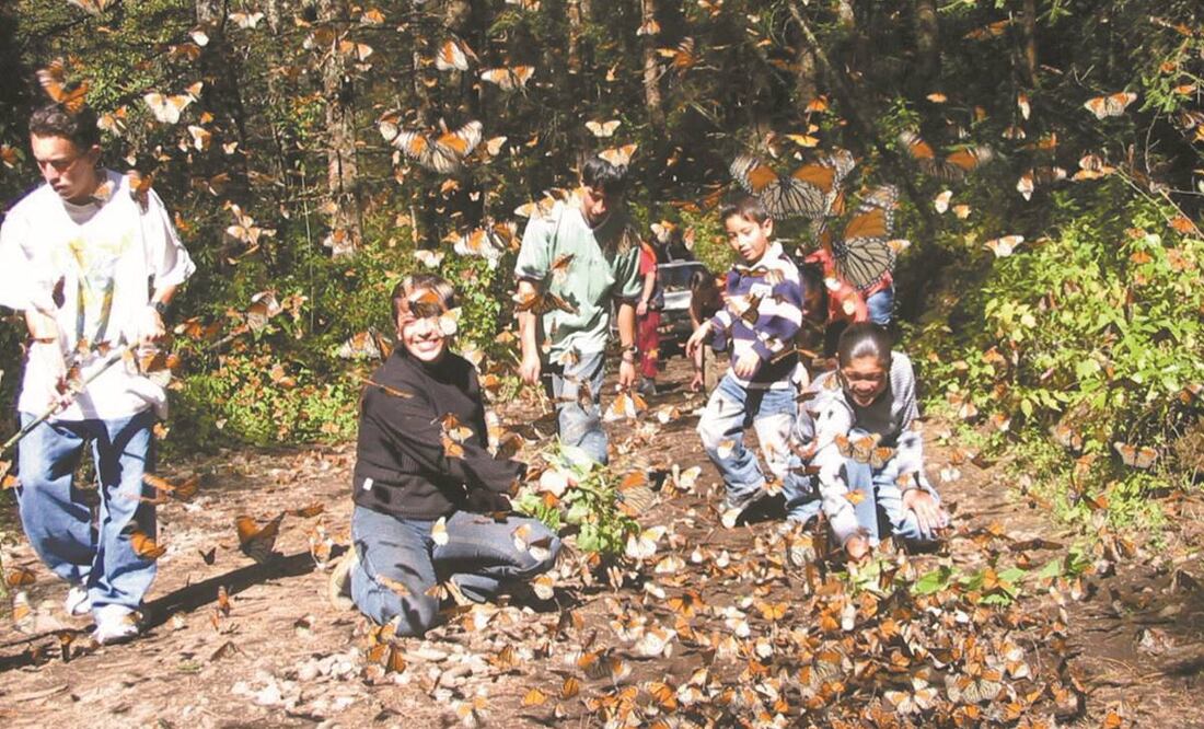 La mariposa monarca migratoria viaja hasta 4 mil kilómetros, desde Canadá y EU, al centro de México, donde es una atracción. Foto: Archivo EL UNIVERSAL