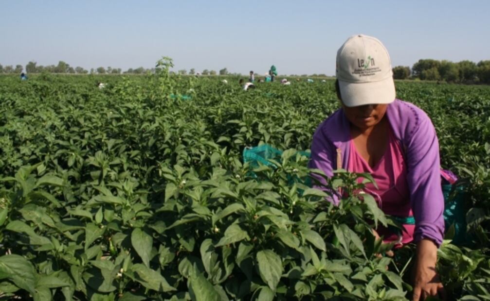 197 pesos por recolectar 30 botes de chile al día, eso ganaba Margarita, que murió en medio de la pobreza