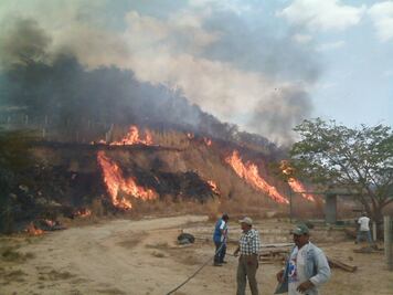 Incendio consume pastizales y huertos de mango en Oaxaca