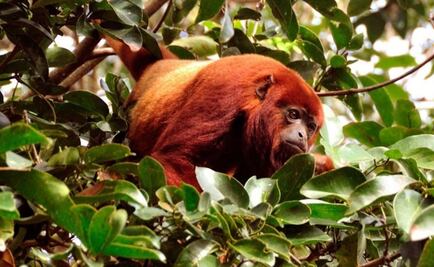 Científicos identifican a primates portadores del zika