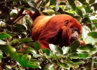 Científicos identifican a primates portadores del zika