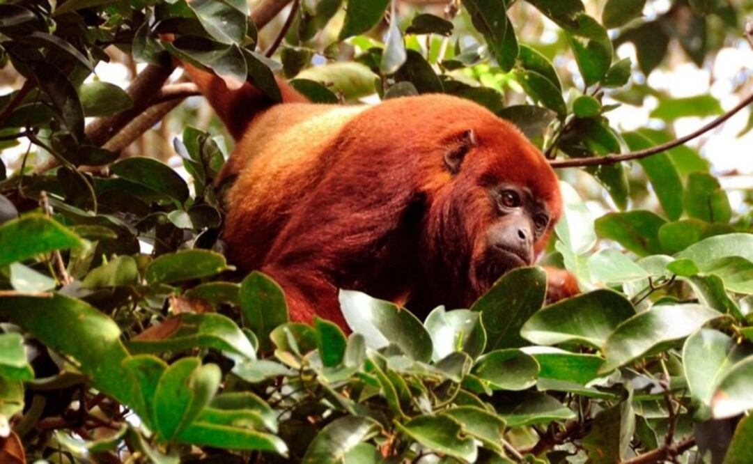 El mono aullador rojo. Foto: Especial