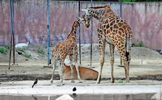 Crece familia de jirafas en San Juan de Aragón 