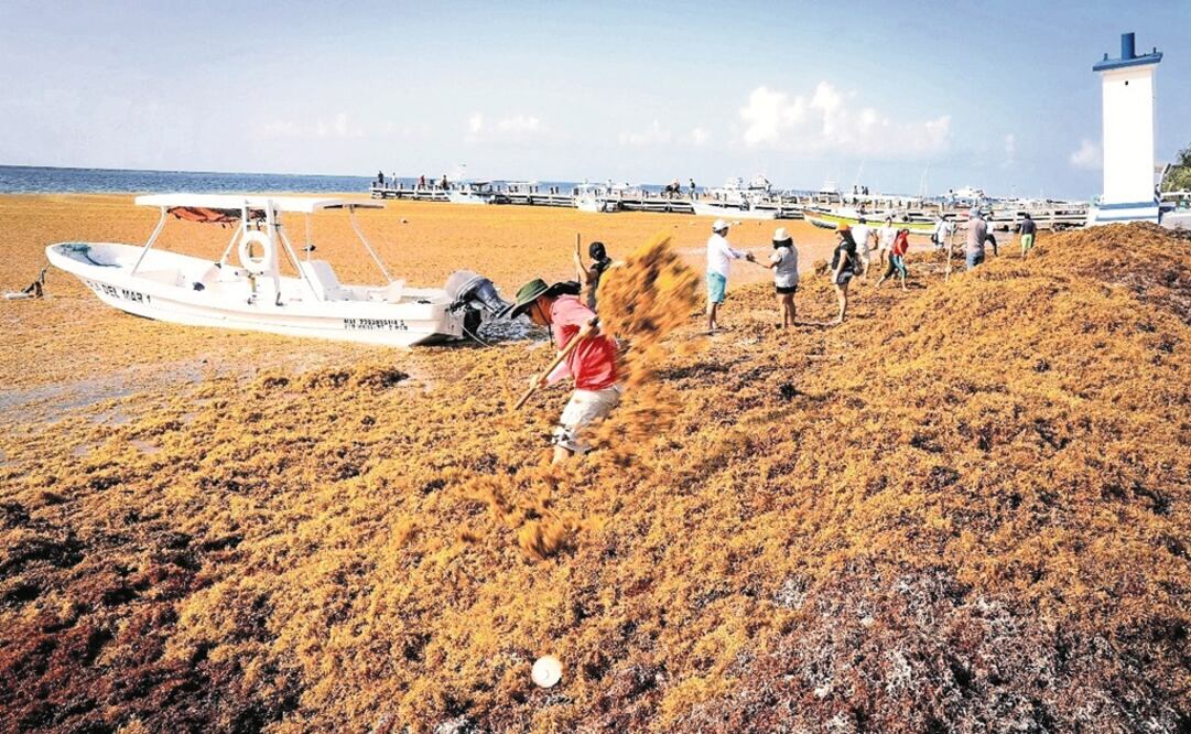 Del 22 de junio al 22 de julio pasado se han removido más de 80 mil metros cúbicos del alga en playas de los municipios de Cancún, Solidaridad, Tulum , Puerto Morelos, Othón P. Blanco y Cozumel, de acuerdo con autoridades (FOTO: cortesía)
