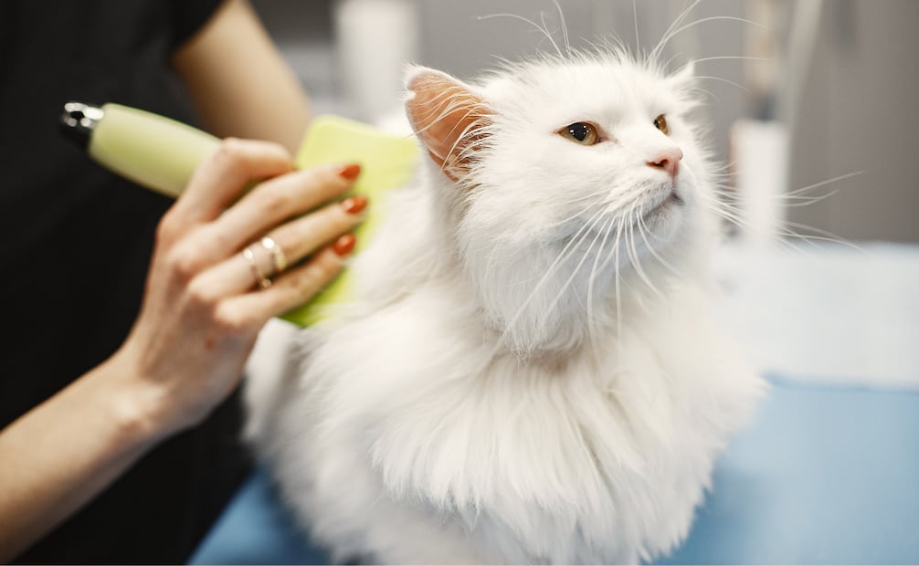 No ejerzas demasiada presión con el cepillo, pues podrías irritar o lastimar su piel. Foto: Canva