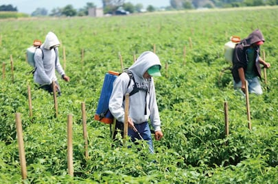 Permanente pide defender a jornaleros agrícolas mexicanos en Canadá; acusa abusos y explotación laboral