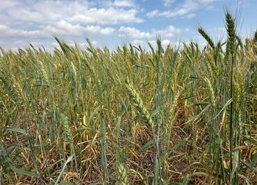 Tamaulipas promueve siembra de trigo en 3 municipios para reactivar la economía rural