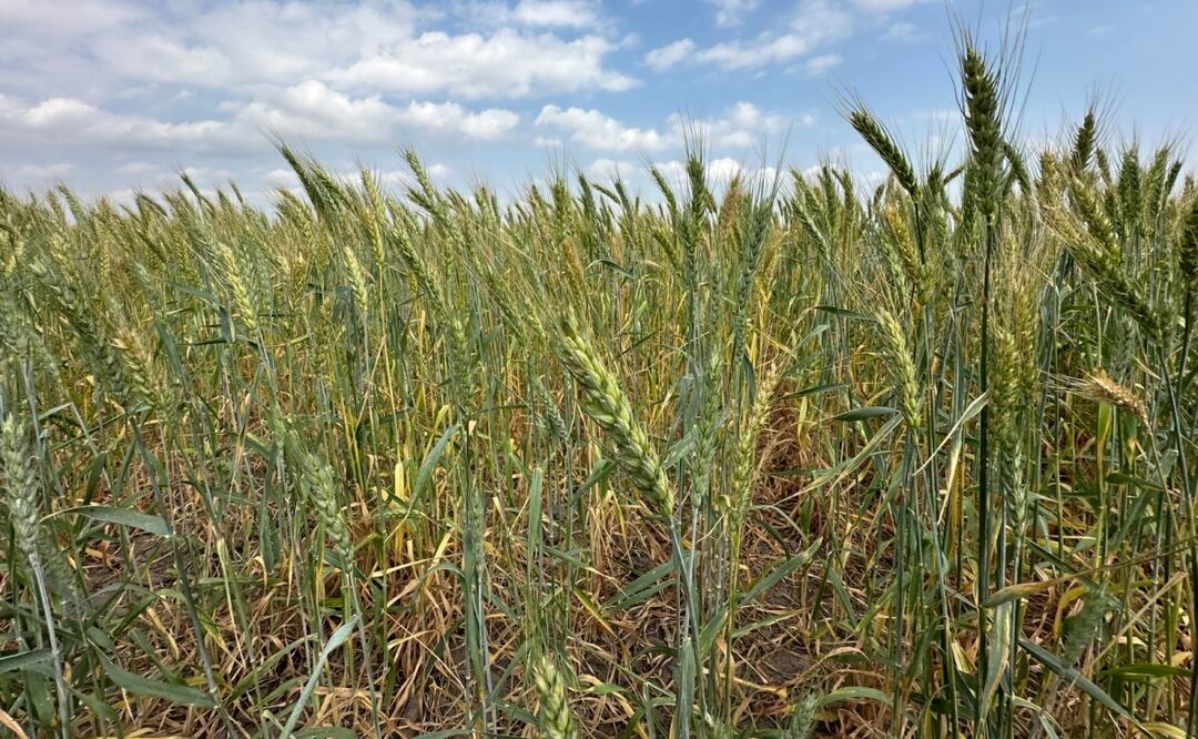 Tamaulipas promueve siembra de trigo en 3 municipios para reactivar la economía rural (23/09/2025). Foto: Especial