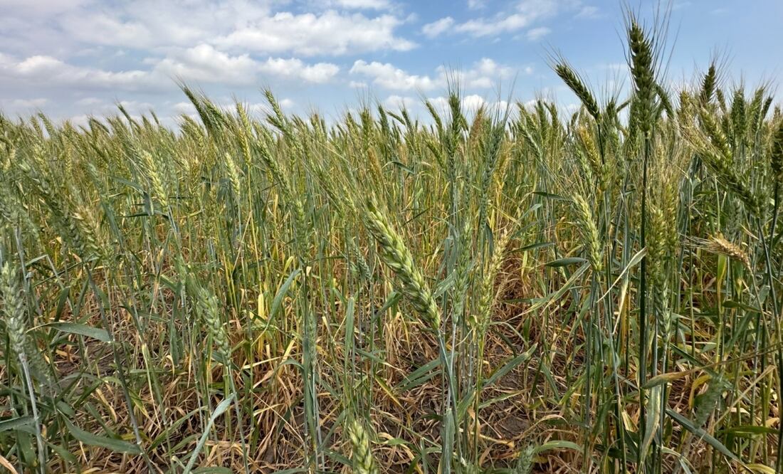 Tamaulipas promueve siembra de trigo en 3 municipios para reactivar la economía rural (23/09/2025). Foto: Especial